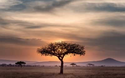 Zulu origins of Systemic Constellation approach